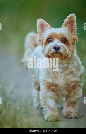 Yorkshire Terrier curieux observant les alentours sur un sentier dans l'herbe verte Banque D'Images