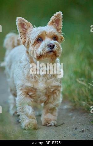 Yorkshire Terrier curieux observant les alentours sur un sentier dans l'herbe verte Banque D'Images