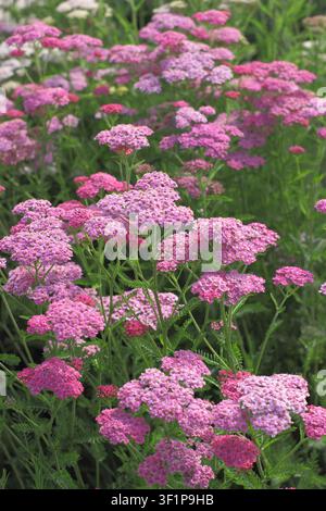 Achillea Colorado Mixed fleurs de millefeuille dans un jardin d'été au Royaume-Uni Banque D'Images