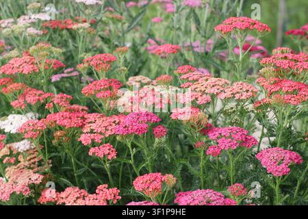 Achillea Colorado Mixed fleurs de millefeuille dans un jardin d'été au Royaume-Uni Banque D'Images