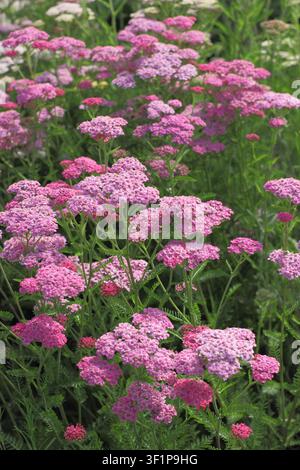Achillea Colorado Mixed fleurs de millefeuille dans un jardin d'été au Royaume-Uni Banque D'Images