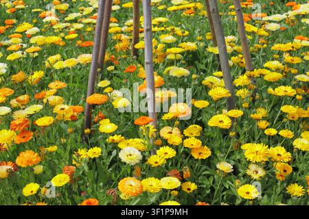 Fleurs de Calendula officinalis. Plantation en masse de soucis en pot dans un jardin anglais .UK Banque D'Images