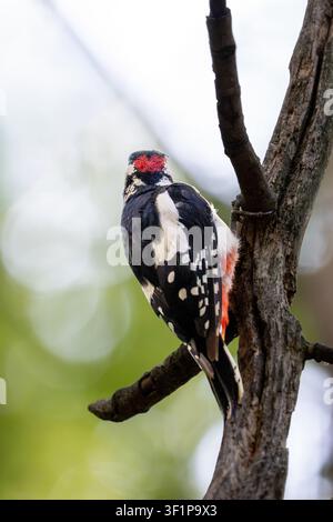 Pic vert (Dendrocopos major) vu de dos alors qu'il se repose sur un tronc d'arbre mort dans une forêt européenne. Banque D'Images