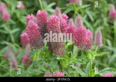Trifolium rubens, fleurs de trèfle rouge dans un jardin d'été. Royaume-Uni Banque D'Images