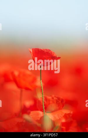 Fleur de pavot rouge unique dans un champ en fleurs avec un flou d’arrière-plan doux Banque D'Images