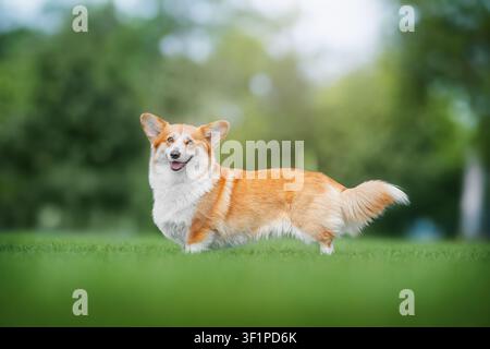 Chien Pembroke Welsh Corgi debout sur l'herbe verte du parc Banque D'Images
