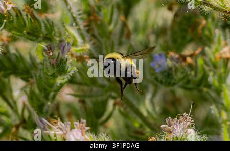 Gros plan d’une bourdonne en plein vol : un pollinisateur duveteux avec des corbeilles à pollen sur ses pattes planant parmi des tiges vertes et épineuses et des fleurs délicates. Dyna Banque D'Images