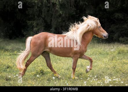 Cheval islandais bai brun avec une longue crinière et une queue blond foin, toltant à travers un pâturage estival parsemé de fleurs sauvages Banque D'Images