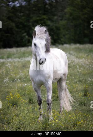 Cheval islandais gris debout dans un pâturage d'été avec des fleurs sauvages blanches et jaunes. Banque D'Images
