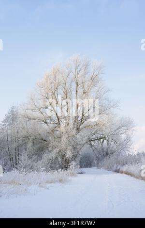 Saule blanche (Salix alba) recouverte de givre et de neige en hiver, Rhénanie-du-Nord-Westphalie, Allemagne Banque D'Images