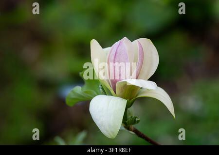 Fleur de Magnolia × brooklynensis 'Judy Zuk' en floraison avec des pétales blanc crème rosé. Gros plan botanique d'une magnolia hybride rare. Banque D'Images