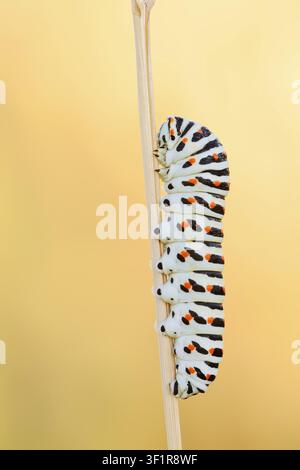 Queue d'aronde (Papilio machaon), chenille, Rhénanie du Nord-Westphalie, Allemagne Banque D'Images