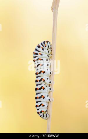 Queue d'aronde (Papilio machaon), chenille, Rhénanie du Nord-Westphalie, Allemagne Banque D'Images