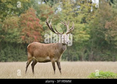Cerf rouge (Cervus elaphus), un mâle debout dans une prairie en automne, Rhénanie-du-Nord-Westphalie, Allemagne Banque D'Images