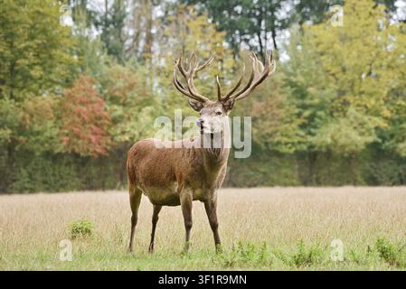 Cerf rouge (Cervus elaphus), un mâle debout dans une prairie en automne, Rhénanie-du-Nord-Westphalie, Allemagne Banque D'Images