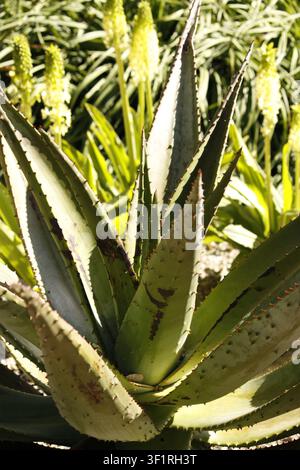 Rosette succulente de feuilles épaisses à bords épineux formant un motif radial avec des surfaces vertes texturées et des cicatrices brunes, entourée de tubulaires hautes floues Banque D'Images