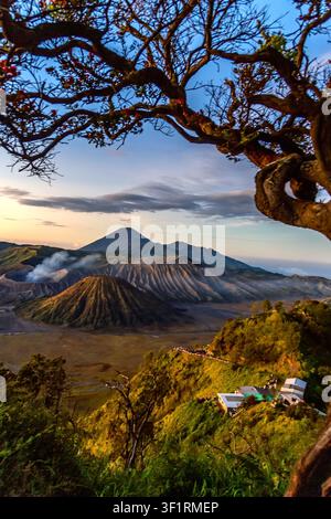 Vue panoramique au lever du soleil du complexe volcanique du mont Bromo encadré par des branches d'arbres, avec un cratère fumant, le mont Semeru en arrière-plan et le vaste Tengg Banque D'Images