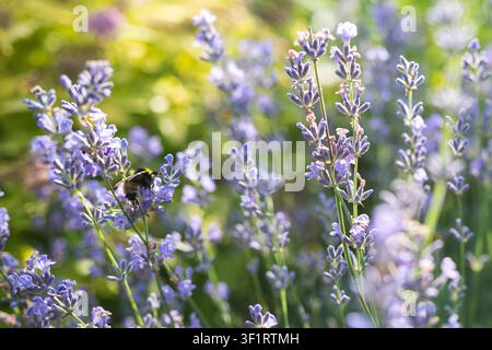 Bourdon pollinisant des fleurs de lavande parfumées dans un jardin d'été. Pollinisateur naturel sur des fleurs violettes avec un fond flou doux. Banque D'Images