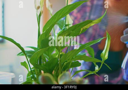 Femme arrose des plantes d'intérieur sur la table de la cuisine tout en arrosant des plantes d'intérieur, en préparant des pots en céramique et en prenant soin des plantes d'intérieur sur une table de cuisine. Banque D'Images
