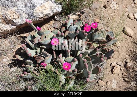 Fleurs éclatantes de cactus Beavertail rose épanouies dans le désert ensoleillé Banque D'Images