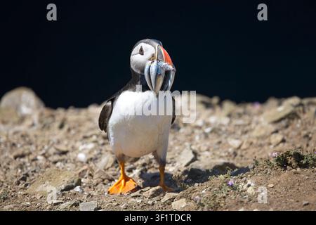 Un macareux moine adulte se tient fièrement sur le sol de sa colonie de nidification avec un bec rempli de poissons fraîchement capturés. Banque D'Images