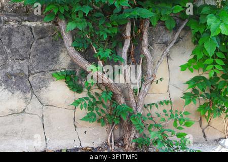 Vigne de Virginie grimpant sur un vieux mur de pierre fissuré avec une écorce texturée et des feuilles vertes luxuriantes Banque D'Images