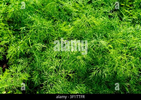 Feuillage luxuriant et vibrant de vert des plants de persil capturé en gros plan, mettant en valeur leurs feuilles délicates et leur surface texturée Banque D'Images