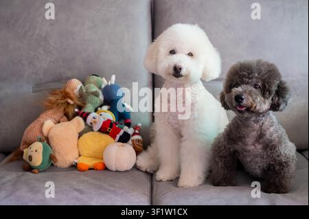 Deux adorables caniches sont assis avec leurs jouets sur un canapé confortable. Banque D'Images