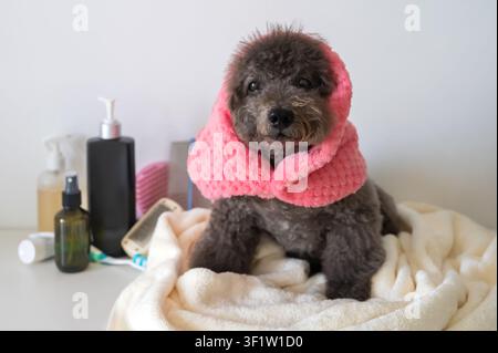 Un caniche gris enveloppé dans une serviette rose, prêt pour une douche rafraîchissante pour animaux à la maison. Banque D'Images