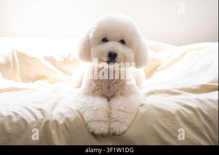 Un mignon caniche blanc reposant gracieusement sur un lit confortable et ensoleillé. Banque D'Images