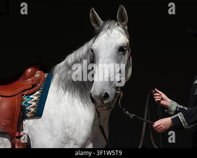 Portrait d'un cheval cowboy gris en selle sur fond noir Banque D'Images
