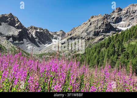 Prairie alpine avec des fleurs d’Epilobe et le massif du Disgrazia en arrière-plan Banque D'Images