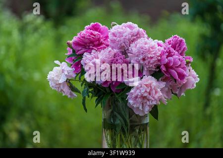 Beau bouquet de fleurs pivoines roses avec gouttes de pluie dans le jardin, Ukraine. Pivoines colorées dans la nature, gros plan Banque D'Images