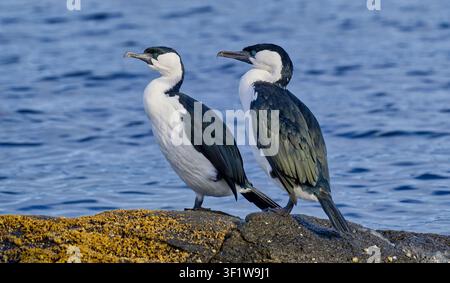 Une paire de cormorans à face noire (Phalacrocorax fuscescens) debout sur une plateforme rocheuse au bord de la rivière Derwent, à Hobart, en Tasmanie Banque D'Images