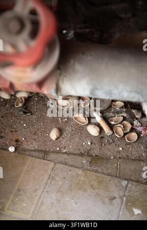 Chien se reposant sous une couverture sur une surface en béton avec des coquillages et des débris, scène extérieure détendue en tons blancs et bruns, vue rapprochée au niveau du sol, animal de compagnie Banque D'Images
