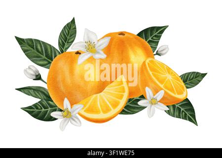Illustration aquarellée d'oranges vibrantes avec des feuilles vertes et des fleurs blanches délicates, présentant des fruits tranchés et entiers avec des détails naturels complexes Banque D'Images