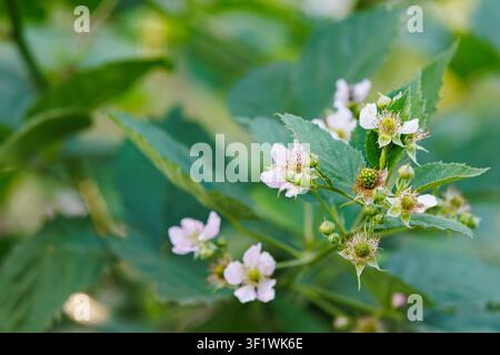 Close-up d'une branche de ronc fleuri avec de délicates fleurs blanches et roses, des bourgeons et de petites baies vertes immatures dans un jardin printanier. Belles mers Banque D'Images