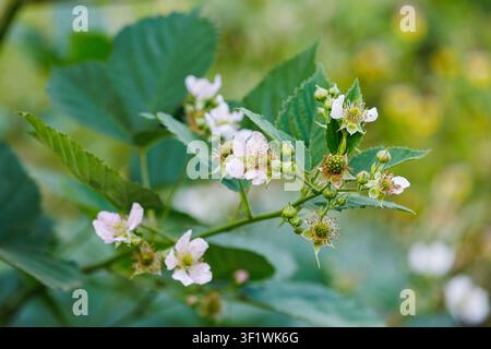 Une vue rapprochée d'un groupe de fleurs de mûrier en fleurs et de jeunes baies vertes en développement sur une branche, avec des feuilles vertes floues et un arrière-plan flou Banque D'Images