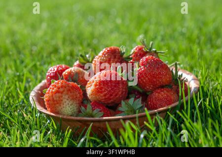 Fraises mûres fraîchement cueillies dans un bol en bois rustique posé sur l'herbe verte et éclairées par une lumière chaude en contre-plongée. Scène d'été en gros plan en plein air Banque D'Images