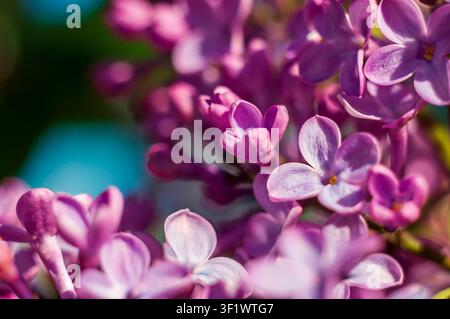 Une belle photo macro met en valeur les détails délicats d'une fleur de lilas, capturant sa beauté et sa structure complexe dans les moindres détails. Banque D'Images