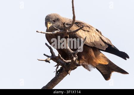 Milan noir, précédemment Milan à bec jaune (Milvus aegyptius) perché sur une branche morte, Limpopo, Afrique du Sud Banque D'Images