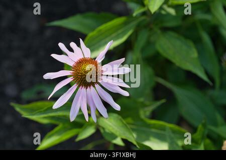 Pourpre pâle (Echinacea pallida) Banque D'Images