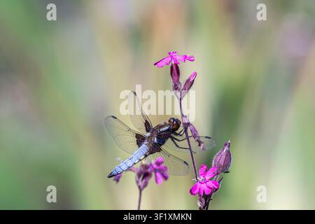 Chasseur à large corps, Libellula depressa, mâle utilisant une fleur de pavot rouge au bord d'un étang de jardin comme poste de guet, juin Banque D'Images