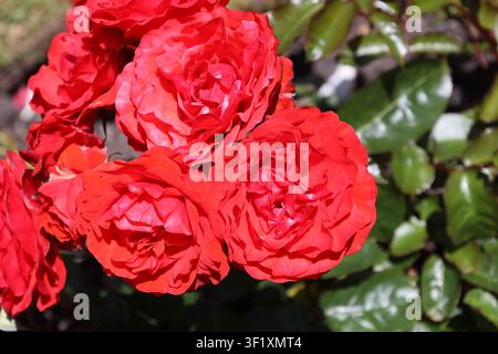amas de plusieurs roses en fleurs, rouge écarlate vibrant, vermillon (floribunda, Trumpeter) (macro, gros plan, époustouflant, lumière forte) Banque D'Images