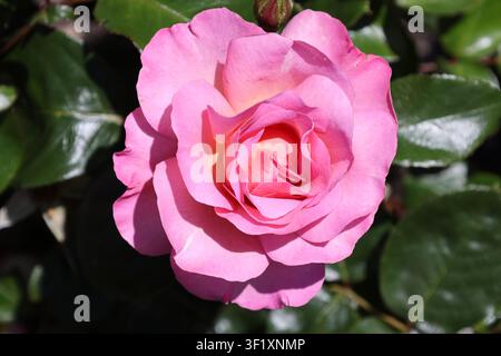 rose thé hybride simple, fleur rose profond vibrant, centre jaune canari (rose de la paix, Chicago-Peace) (macro, gros plan, éblouissant, lumière forte du soleil) Banque D'Images