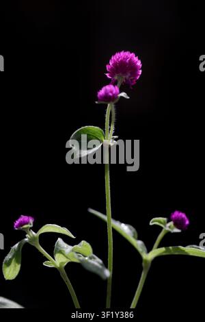 Close-up d'amarante globe avec des fleurs sphériques violettes éclatantes sur fond noir Banque D'Images