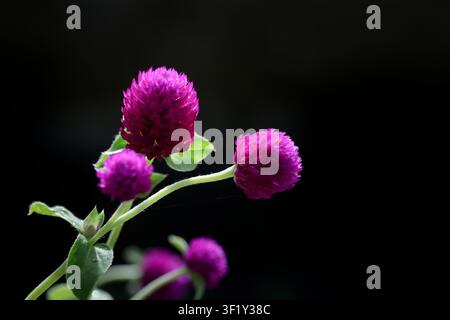 Fleurs colorées de Gomphrena globosa poussant dans un environnement naturel. Banque D'Images