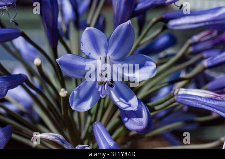 Fleur violette vibrante à six pétales et anthères visibles dans un groupe de fleurs. Jardin botanique. Banque D'Images