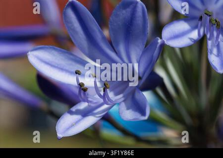 Vue macro d'une fleur d'Agapanthus violet vif avec étamines visibles et pollen vert. Fond naturel flou. Jardin extérieur. Banque D'Images