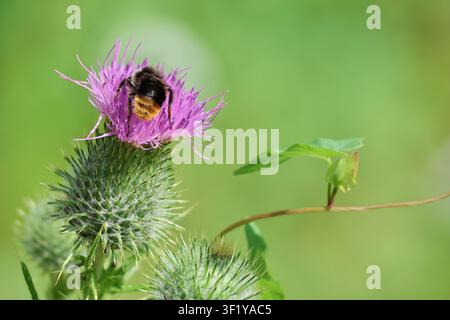 Bourdon récoltant du nectar sur une fleur de chardon violette en fleurs Banque D'Images